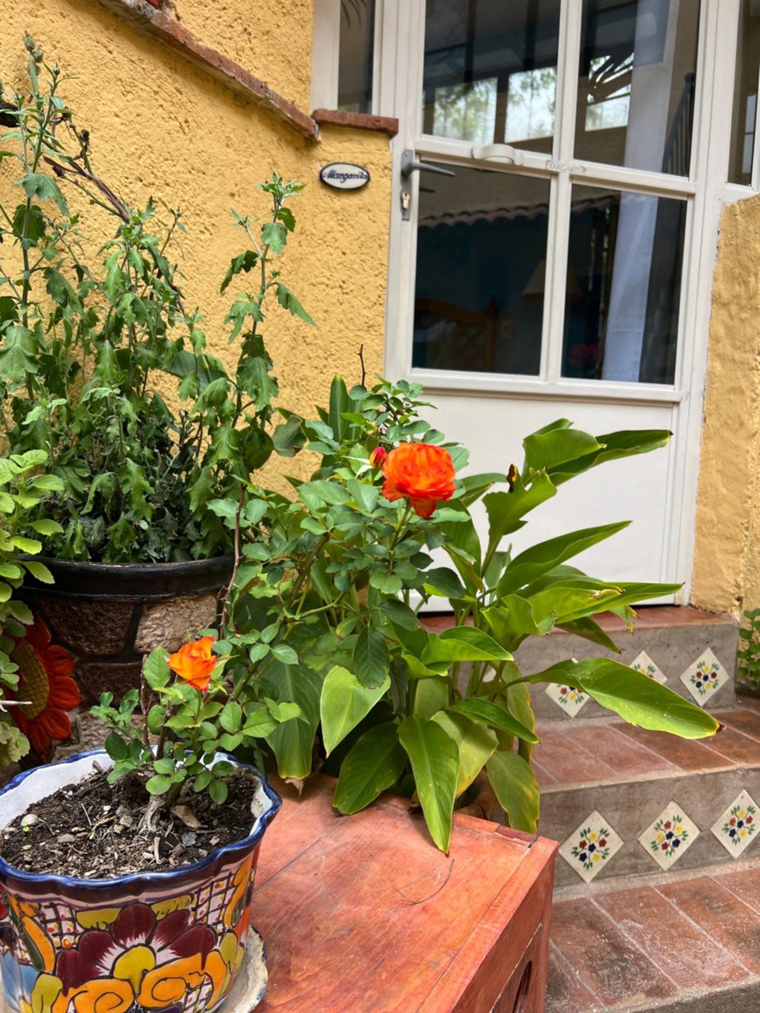 Boutique Hotel Casa Camellia San Miguel de Allende Exterior photo